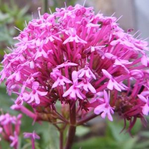 Meet your Posher, Abigail